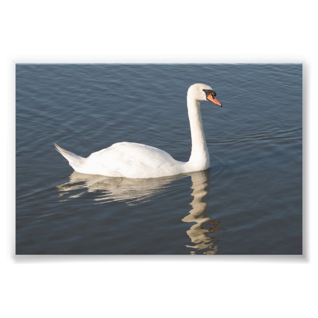 Foto Mute Swan (Frente)