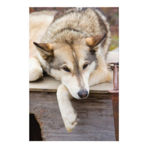 Foto N.A., EUA, Alasca. Cães de trenó Husky