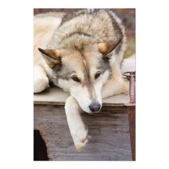 Foto N.A., EUA, Alasca. Cães de trenó Husky (Frente)