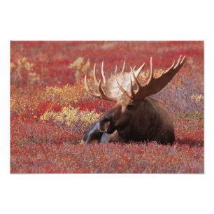 Foto N.A., EUA, Alasca, Parque Nacional Denali, Touro
