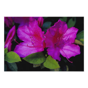 Foto N.A. EUA, Geórgia, Savannah. Azalea em flor.
