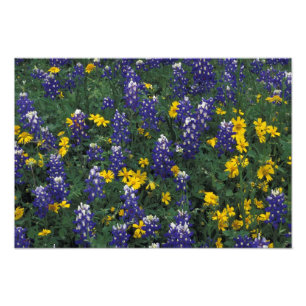 Foto N.A., EUA, Texas, Marble Falls, Blue Bonnets