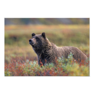 Foto NA, EUA, Alasca, Parque Nacional Denali, Urso pard