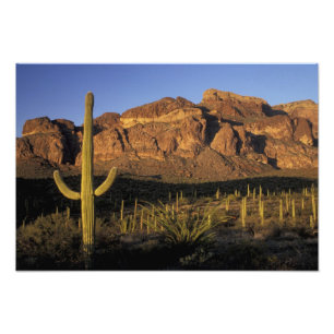 Foto NA, EUA, Arizona. Parque Nacional Cactus Organ Pip