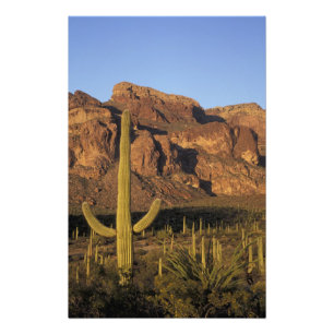 Foto NA, EUA, Arizona. Parque Nacional Cactus Organ Pip