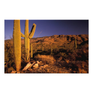 Foto NA, EUA, Arizona, Saguaro National Monument,