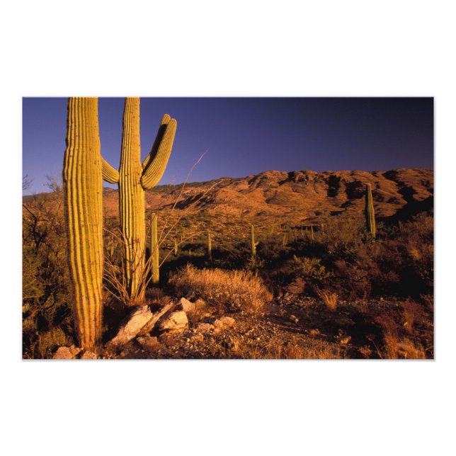 Foto NA, EUA, Arizona, Saguaro National Monument, (Frente)