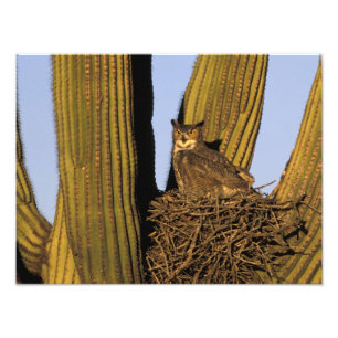Foto NA, EUA, Arizona, Tucson. Coruja-grande