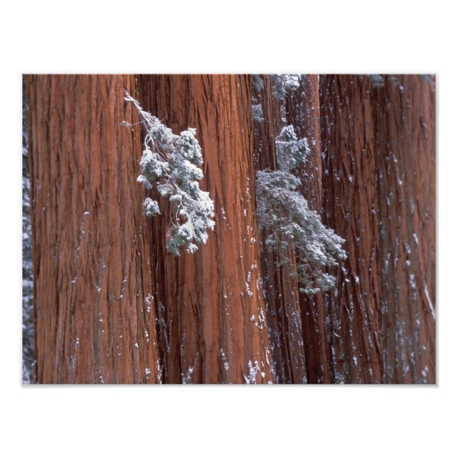 Foto NA, EUA, Califórnia. Parque Nacional de Sequoia. (Frente)