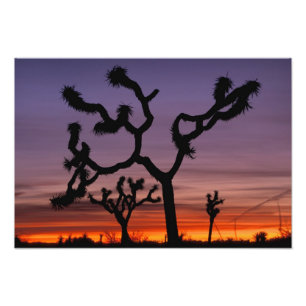 Foto NA, EUA, Califórnia. Parque Nacional Joshua Tree