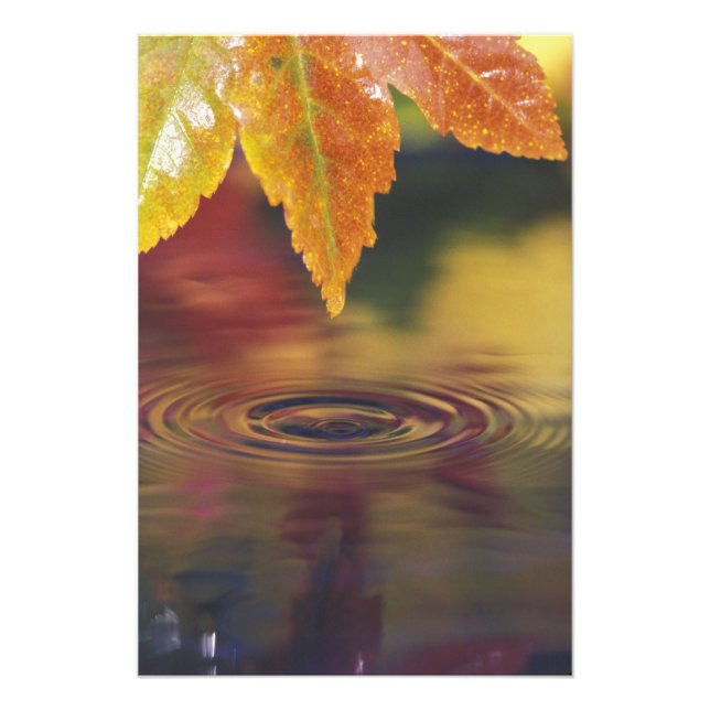 Foto NA, EUA, Pacífico Noroeste (Frente)