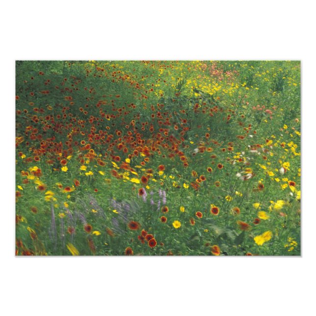 Foto NA, EUA, Texas, a leste de Devine, Coreopis e (Frente)