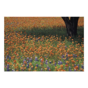 Foto NA, EUA, Texas, Hill Country, Pincel e