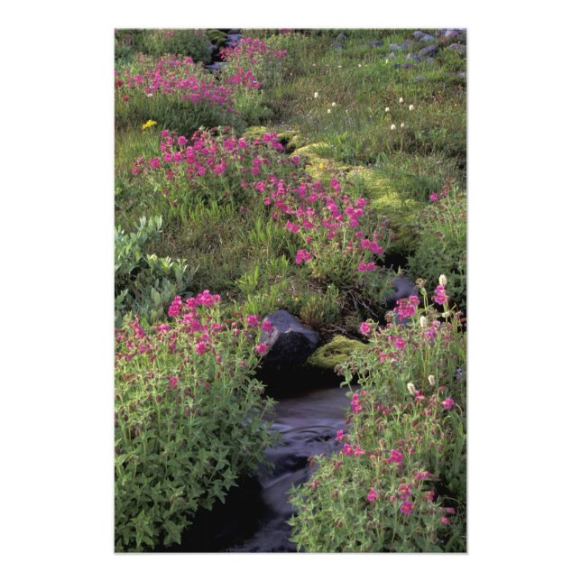 Foto NA, EUA, Washington, Mt. Rainier NP, Rosa (Frente)