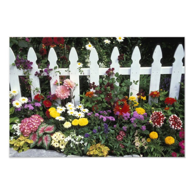 Foto NA, EUA, Washington, Sammamish, Picket branco (Frente)