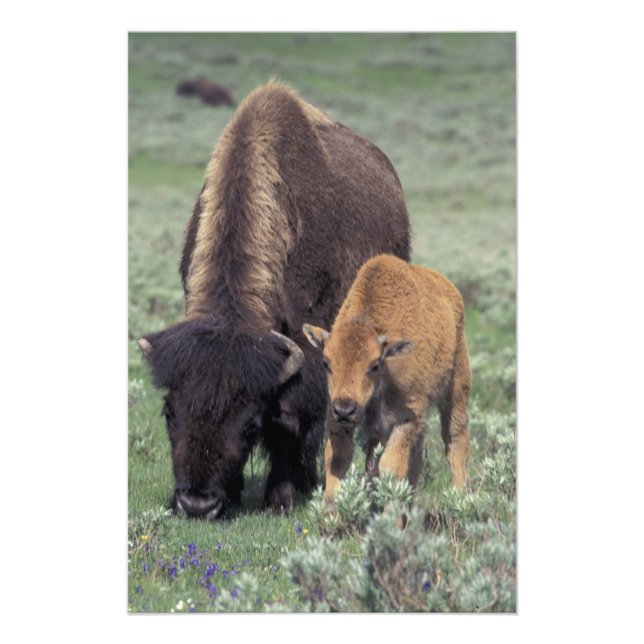Foto NA, EUA, Wyoming, Parque Nacional de Yellowstone. (Frente)