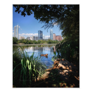 Foto Nadação de Cães - Lago Ladybird 2 - Austin Texas