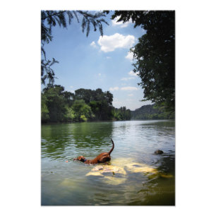 Foto Nadação de Cães Lago Ladybird - Centro Austin Texa