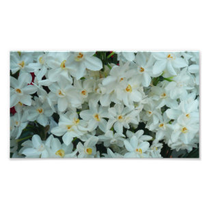 Foto Narciso Branco Delicado de Paperwhite Flores