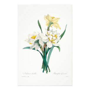 Foto Narciso Duplo, Pierre-Joseph Redouté, 1827