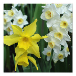 Foto Narcisos 12"x12"