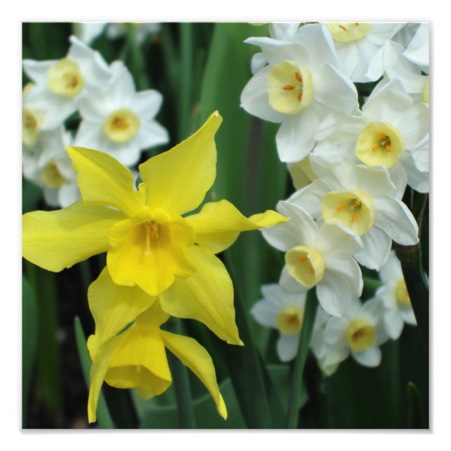 Foto Narcisos 12"x12" (Frente)