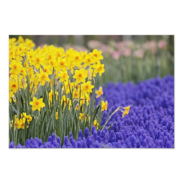 Foto Narcisos e Jacintos de Uva, Keukenhof 3 (Frente)