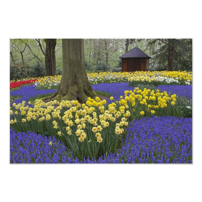 Foto Narcisos, jacintos e jardim de tulipas, (Frente)