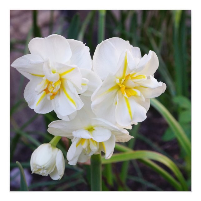 Foto Narcisos miniatura 24"x24" (Frente)