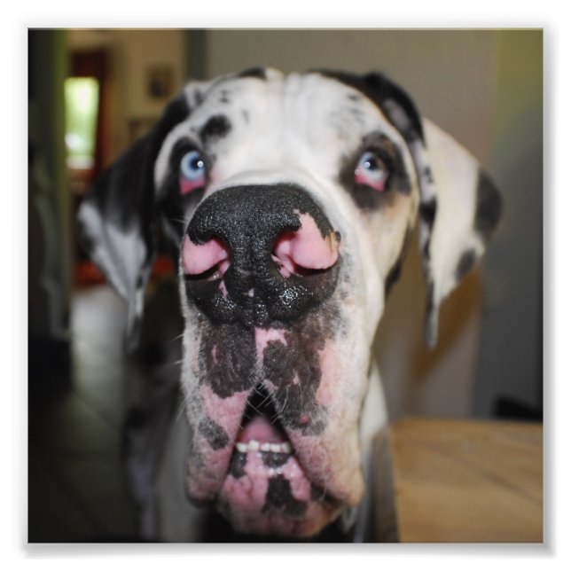 Foto Nariz de cachorro (Frente)