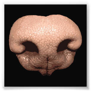 Foto Nariz de cão gigante