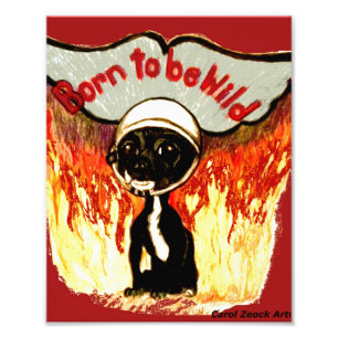 Foto Nascer de ser Wild Chihuahua por Carol Zeock