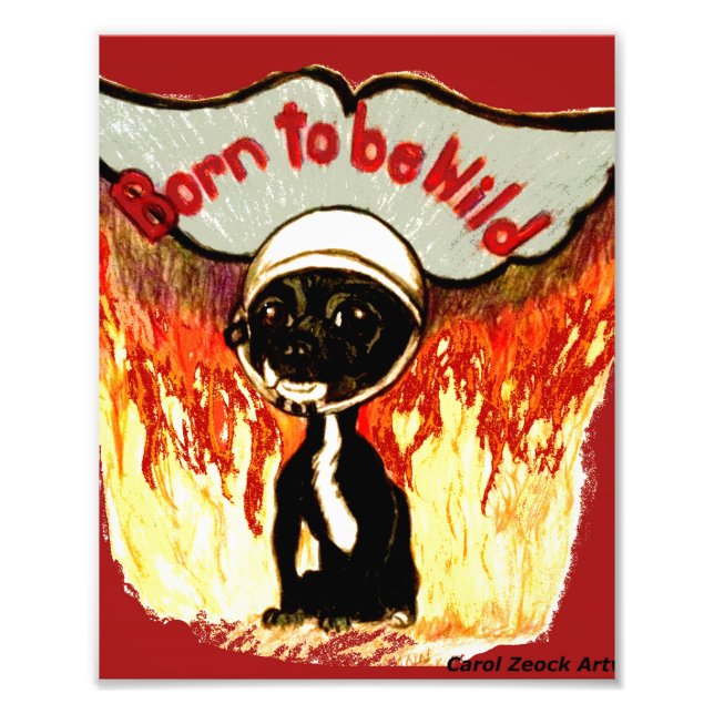 Foto Nascer de ser Wild Chihuahua por Carol Zeock (Frente)