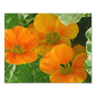 Foto Nasturtium Photo Impressão