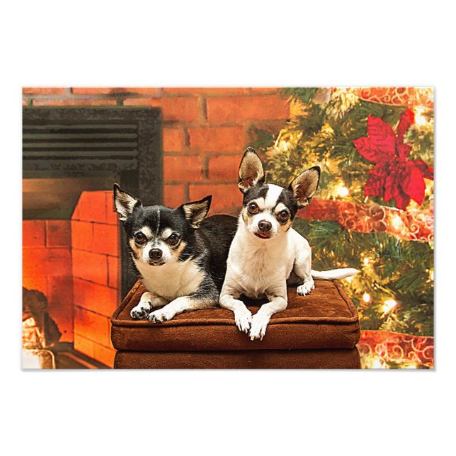 Foto Natal Chihuahua (Frente)