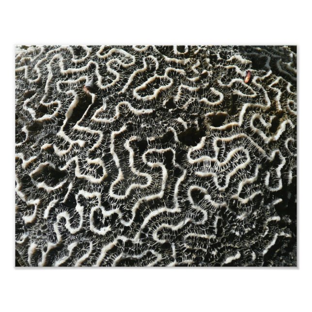 Foto natural do Abstrato do Coral Negro e Branco I (Frente)