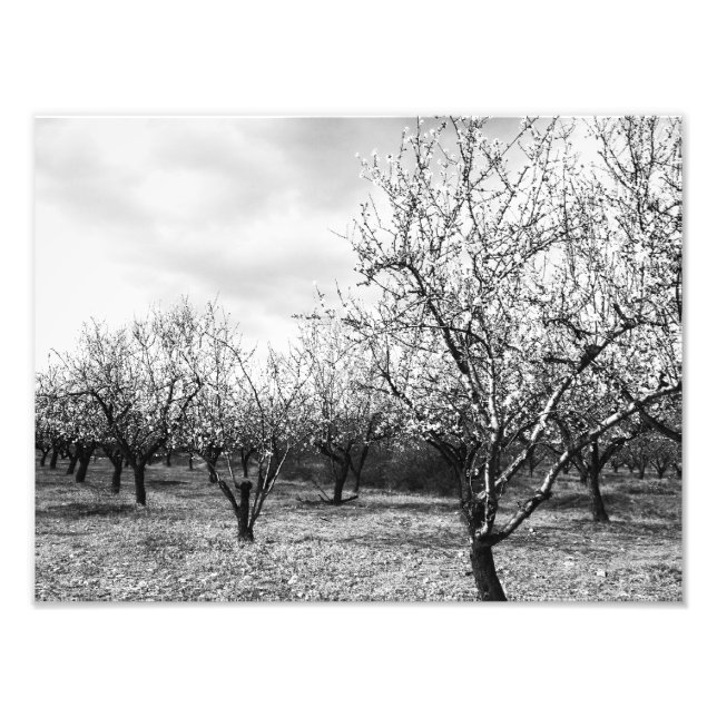 Foto natureza (Frente)