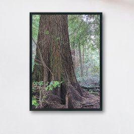 Foto Natureza da Árvore Conífera da Floresta Gigante