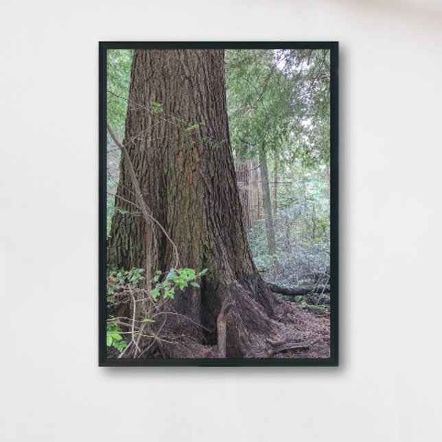 Foto Natureza da Árvore Conífera da Floresta Gigante (In Situ Framed)