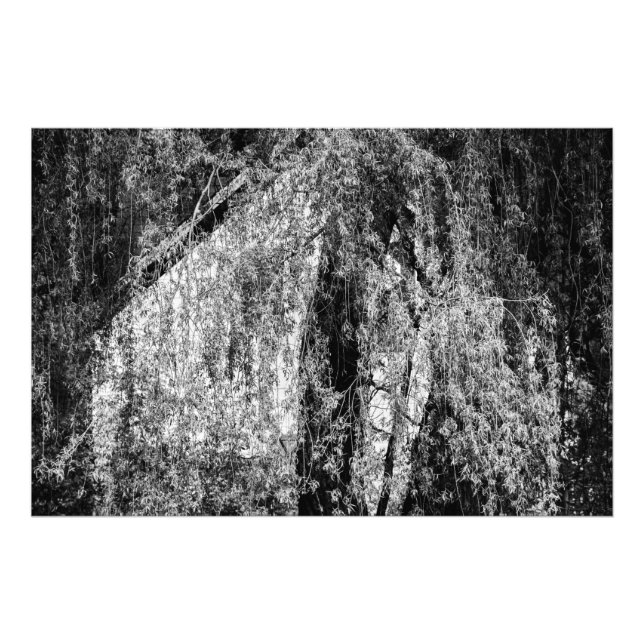 Foto natureza-morta em casa (Frente)