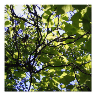 Foto Natureza selvagem da árvore tropica do catalpa