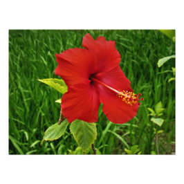 Foto "Nebraska Hibiscus"