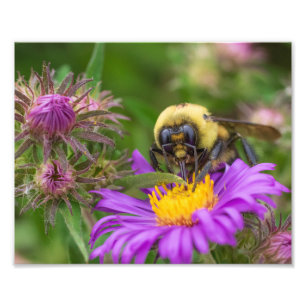 Foto Néctar de Coleta de Bumblebee da Flor Aster