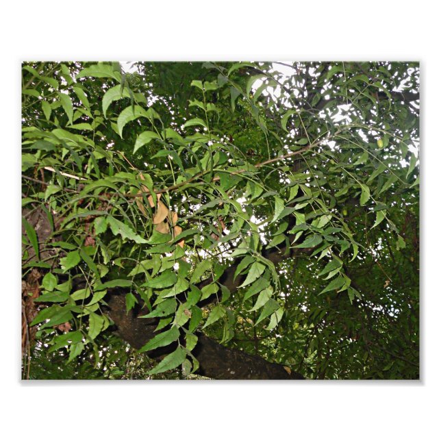 Foto Neem tree Azadirachta indica (Frente)