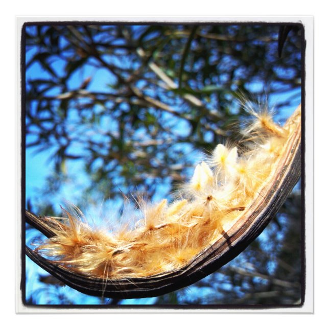 Foto Nerium Oleander Seed Pod Color Impressão (Frente)