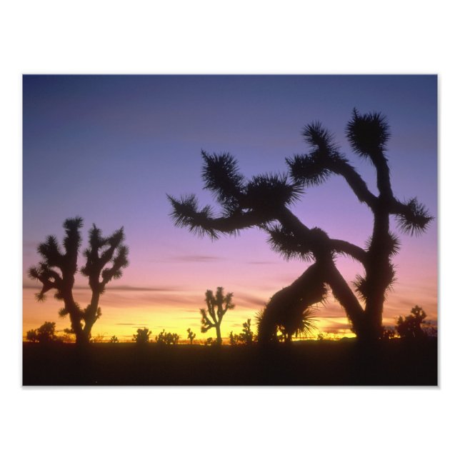 Foto NEVADA. EUA. Árvores de Josué Yucca brevifolia) (Frente)