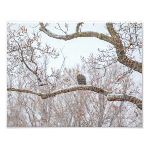 Foto Neve de Águia Sálida