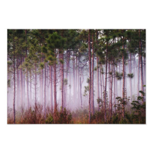 Foto Névoa entre pinheiros ao nascer do sol, Everglades