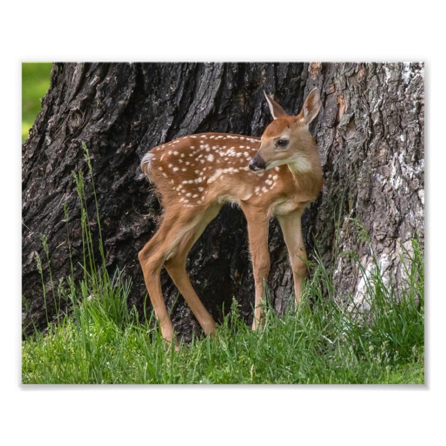 Foto Newborn Fawn (Frente)