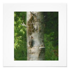 Foto NH Gnarled Tree